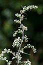Artemisia_vulgaris_LP0157_52_Mitcham_Common