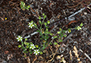 Arenaria_serpyllifolia_LP0531_08_Frensham