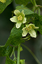 Bryonia_dioica_LP0217_63_White_Downs