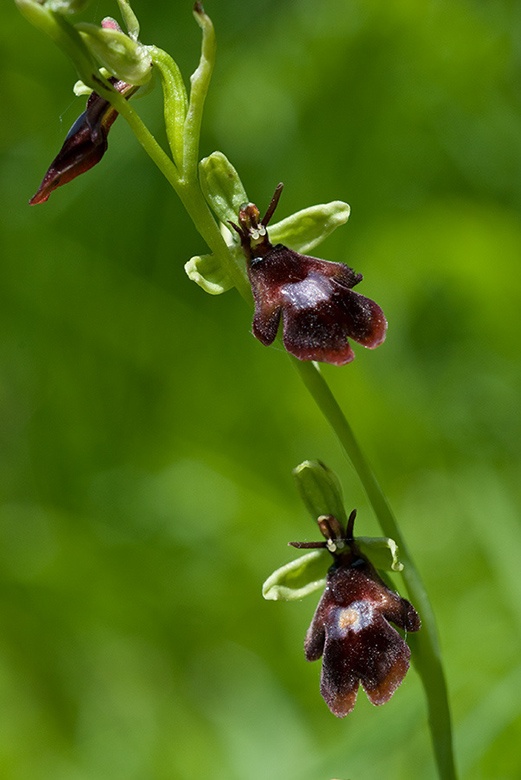 Ophrys_insectifera_LP0046_27_Yockletts