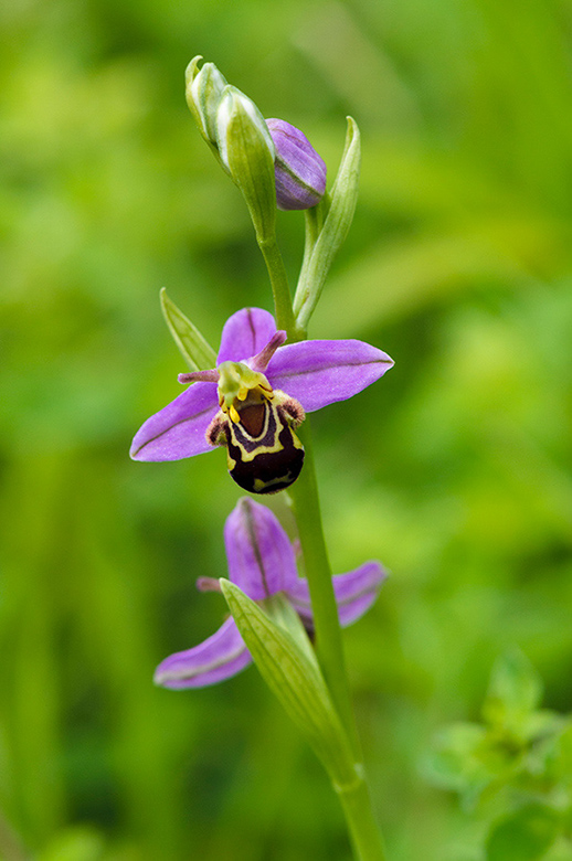 Ophrys_apifera_LP0458_15_Chipstead