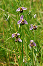 Ophrys_apifera_LP0407_66_Hurst_Park