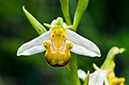 Ophrys_apifera_LP0459_05_East_Chiltington
