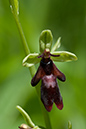 Ophrys_insectifera_LP0046_41_Yockletts
