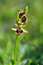 Ophrys_sphegodes_LP0448_15_Howell_Hill