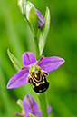 Ophrys_apifera_LP0458_09_Chipstead