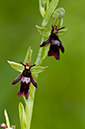 Ophrys_insectifera_LP0525_05_Chipstead_Downs