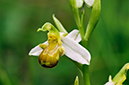 Ophrys_apifera_LP0459_06_East_Chiltington