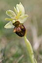 Ophrys_sphegodes_LP0034_17_Castle_Hill