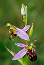 Ophrys_apifera_LP0579_12_Howell_Hill
