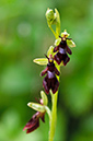 Ophrys_insectifera_LP0403_01_Chipstead