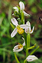 Ophrys_apifera_LP0459_07_East_Chiltington