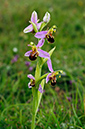 Ophrys_apifera_LP0368_08_Chelsham