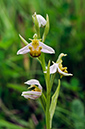 Ophrys_apifera_LP0459_04_East_Chiltington