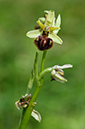 Ophrys_sphegodes_LP0398_07_Howell_Hill
