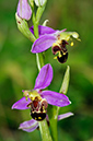 Ophrys_apifera_LP0580_11_Chipstead