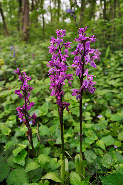Orchis_mascula_LP0400_18_Bletchingley