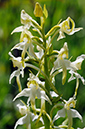 plater_Butterfly-orchid_LP0367_44_Sheepleas