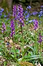 Orchis_mascula_LP0518_26_Ranmore
