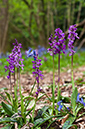 Orchis_mascula_LP0518_22_Ranmore