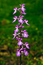 Orchis_mascula_LP0676_06_West_Horsley