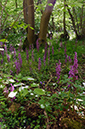 Orchis_mascula_LP0676_03_West_Horsley