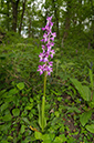 Orchis_mascula_LP0400_05_Bletchingley