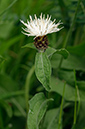 Centaurea_nigra_LP0376_51_Runnymede