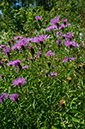 Centaurea_nigra_LP0636_15_Nutfield_Marsh