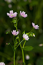 Claytonia_sibirica_LP0209_04_Haslemere