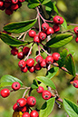 Cotoneaster_LP0025_04_Howell_Hill