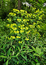 Euphorbia_amygdaloides_LP0400_29_Bletchingley