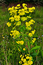 Euphorbia_amygdaloides_LP0400_51_Bletchingley