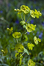 Euphorbia_amygdaloides_LP0117_02_Harewoods