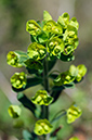 Euphorbia_amygdaloides_LP0619_20_Frylands_Wood