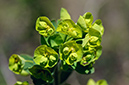 Euphorbia_amygdaloides_LP0619_25_Frylands_Wood