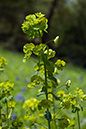 Euphorbia_amygdaloides_LP0036_24_Harewoods