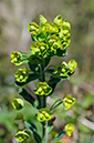 Euphorbia_amygdaloides_LP0619_23_Frylands_Wood