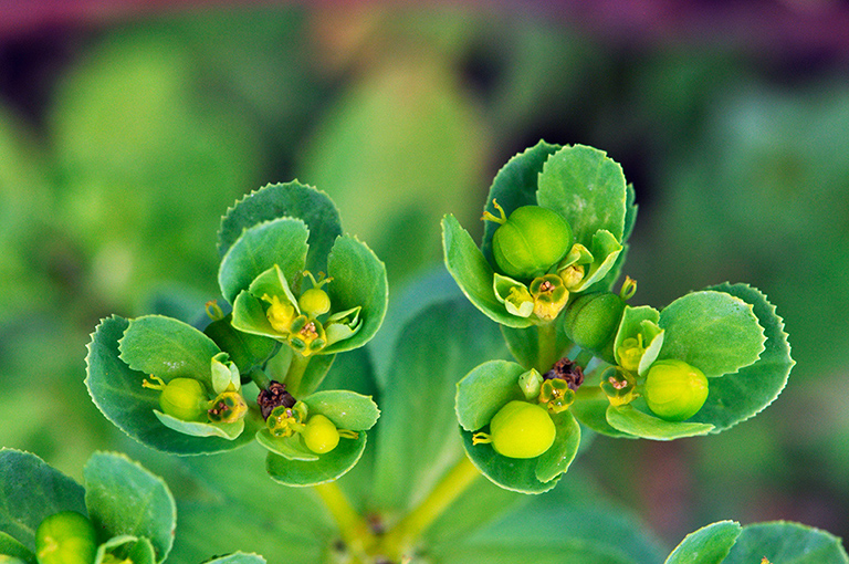 Euphorbia_helioscopia_LP0284_41_Great_Bookham