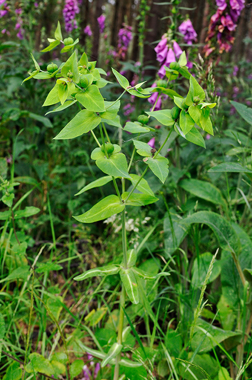 Euphorbia_lathyris_LP0249_11_Limpsfield_Chart
