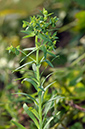 Euphorbia_exigua_LP0541_15_Langley_Vale
