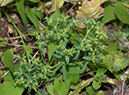 Euphorbia_exigua_LP0541_13_Langley_Vale