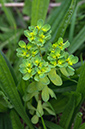 Euphorbia_helioscopia_LP0478_29_Epsom_Downs