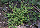 Euphorbia_exigua_LP0546_19_Langley_Vale
