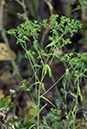 Euphorbia_exigua_LP0541_20_Langley_Vale