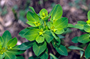 Euphorbia_helioscopia_LP0478_27_Epsom_Downs
