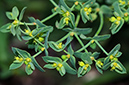 Euphorbia_exigua_LP0546_31_Langley_Vale