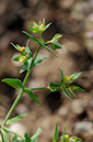 Euphorbia_exigua_LP0328_09_Langley_Bottom
