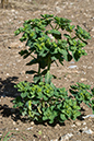 Euphorbia_helioscopia_LP0173_17_Hooley