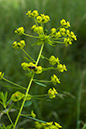 Euphorbia_xpseudovirgata_LP0151_25_Mitcham_Common
